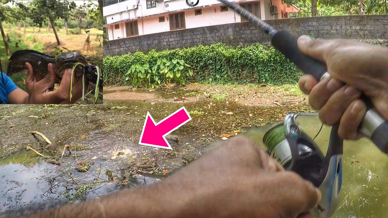 ഗൾഫിൽ നിന്ന് വന്ന കൂട്ടുകാരന് കൊടുത്ത നാടൻ ഗിഫ്റ്റ്  | Kerala fishing | Snakehead fishing kerala