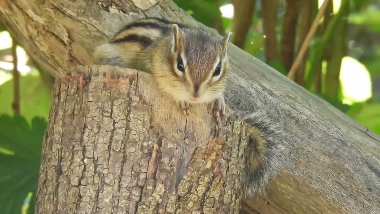 『りすの家』のシマリスちゃん🐿️見つめ合う時間💕そして逸らされる