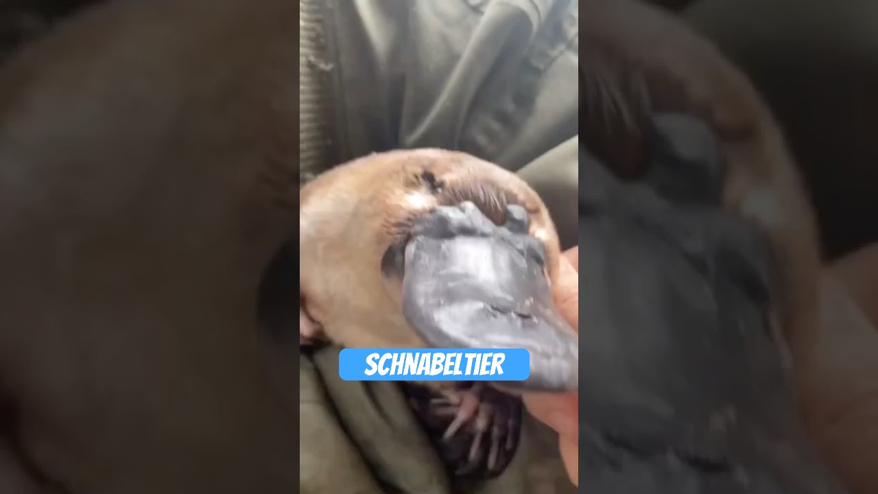 Schnabeltier &ndash; das Meme der Natur