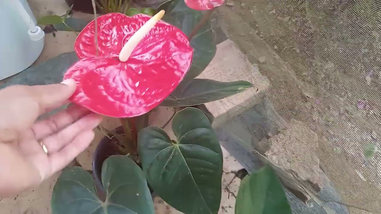 Plantas com identificação ,,/mostrando as plantas da minha varanda.