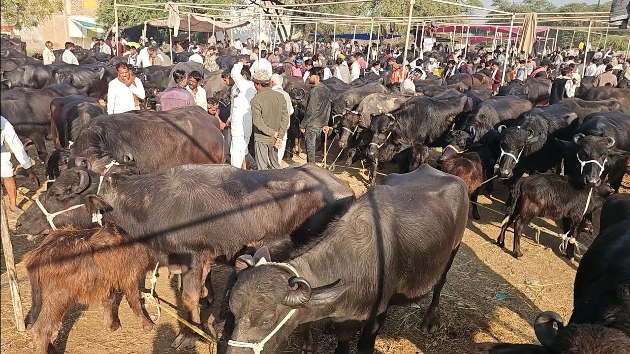 #धुंधडका में मारवाड़ की #मुर्रा_भैंस कीमत मे लगी गर्मी #dhundhadka buffalo dairy yatra Narendra 