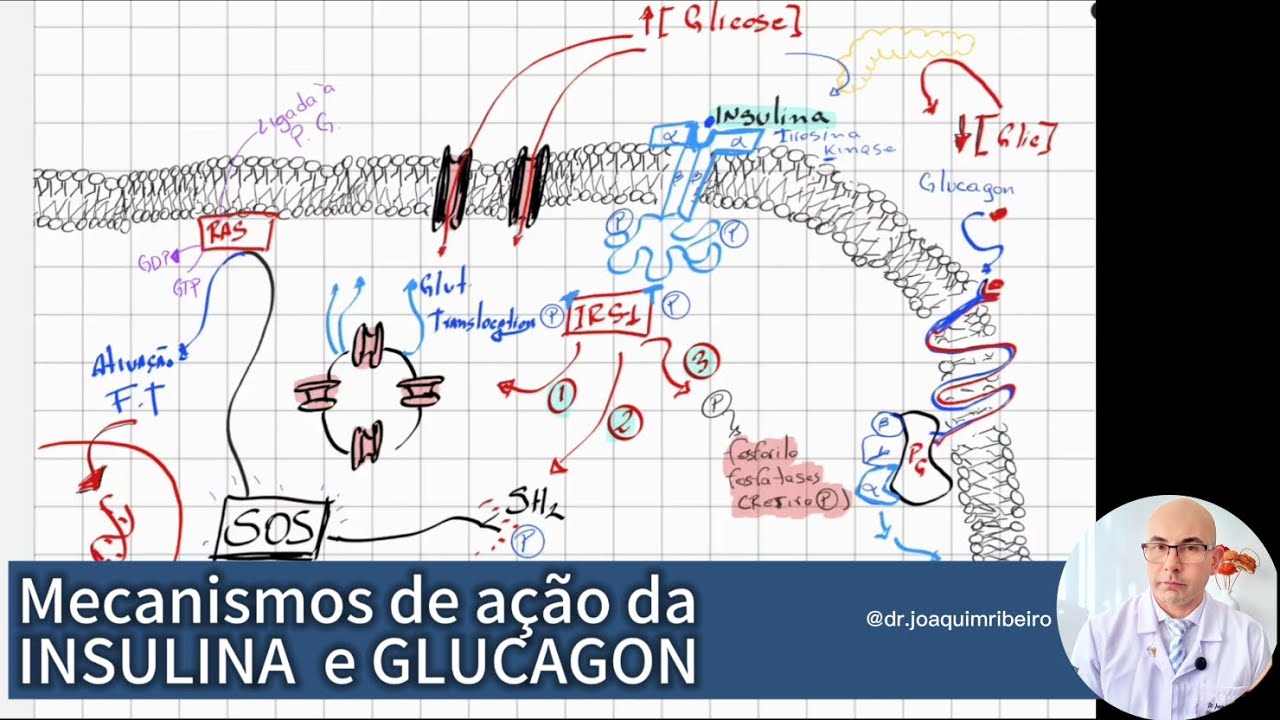 Mecanismo de sinalização da INSULINA e GLUCAGON simplificado e fácil de entender