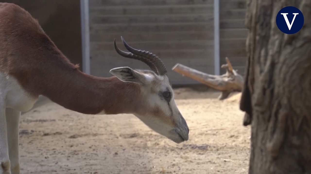 Nacen en el Zoo de Barcelona dos crías de especies extinguidas en su hábitat natural