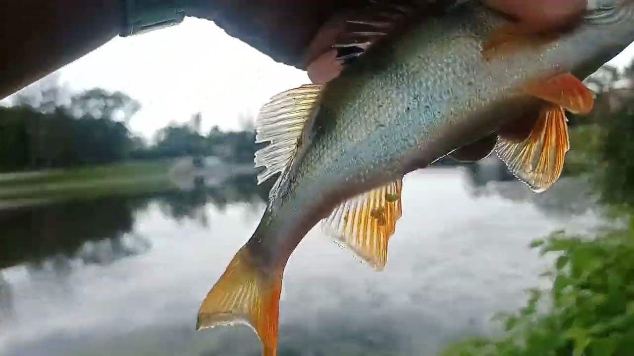 Jezioro Nyskie pełne Nysa Kłodzka mętna spinning 🎣🦈😉🐟🐠