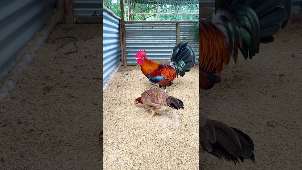 Imported Albany gamefowl from elm run farm