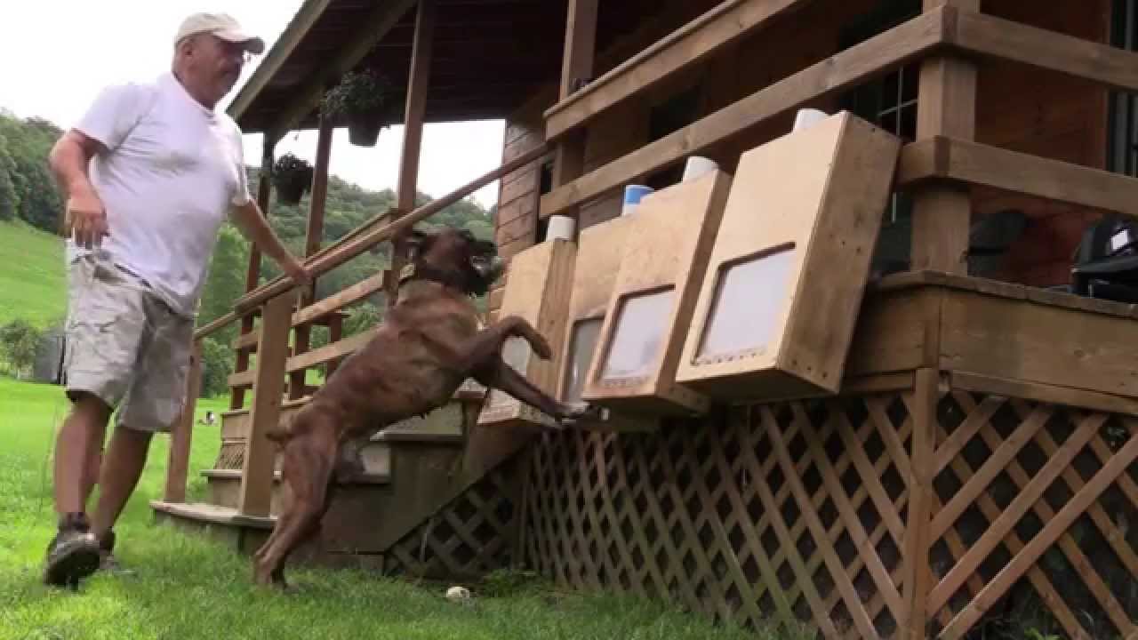 Police Dog training  - Sam von Bachbett