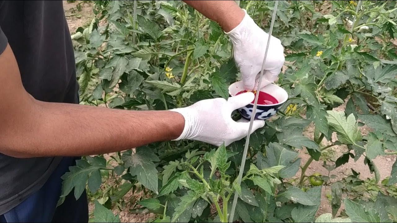 Issiqxonada pomidorlarni changlash jarayoni