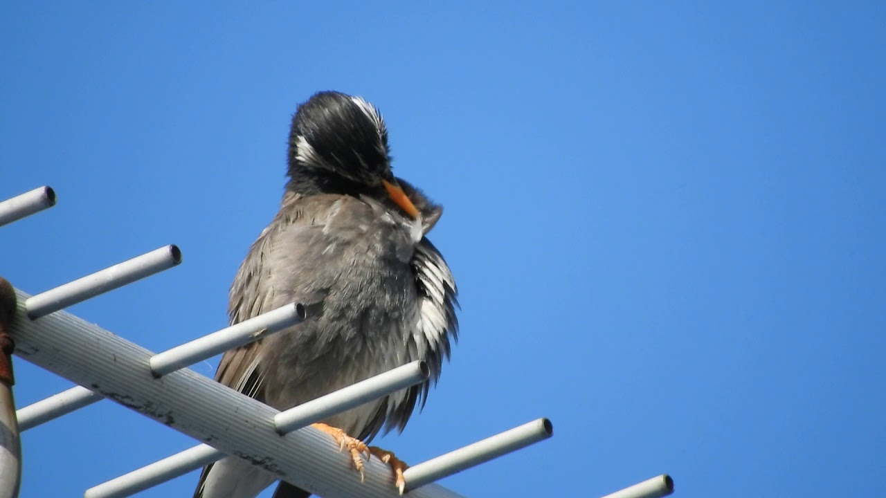 アンテナの上で2種類の鳴き声を披露するムクドリ♪