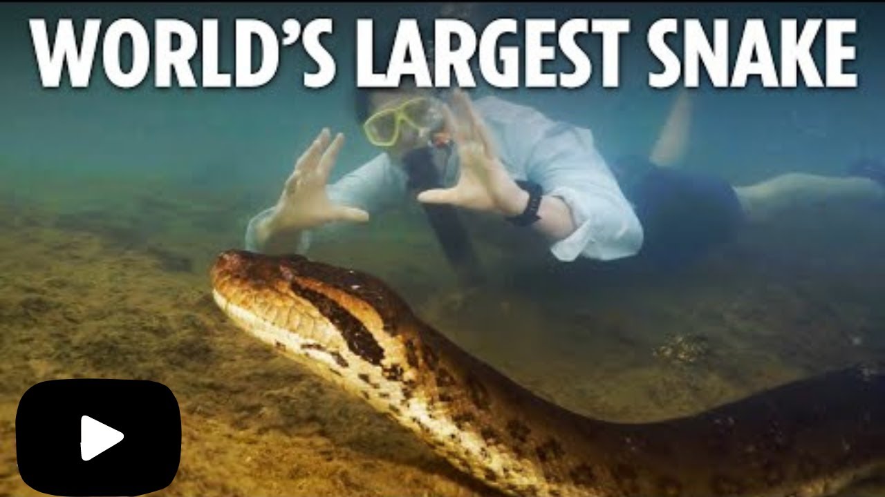 Biggest snake species discovered in Amazon Rainforest