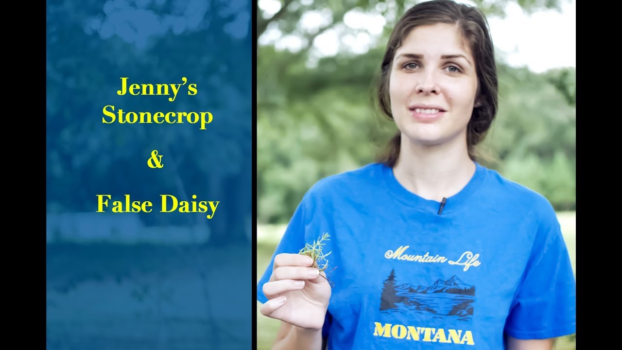 Jenny's Stonecrop and False Daisy