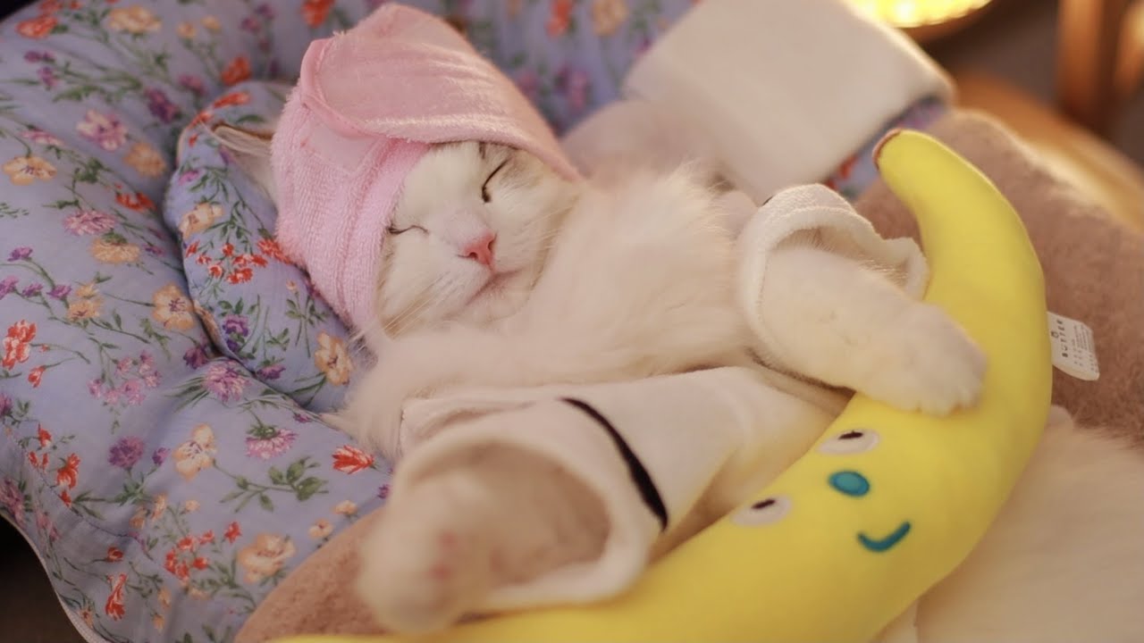 Абсолютно полный план ухода за прыщами! | Cat Spa ASMR pt. 8