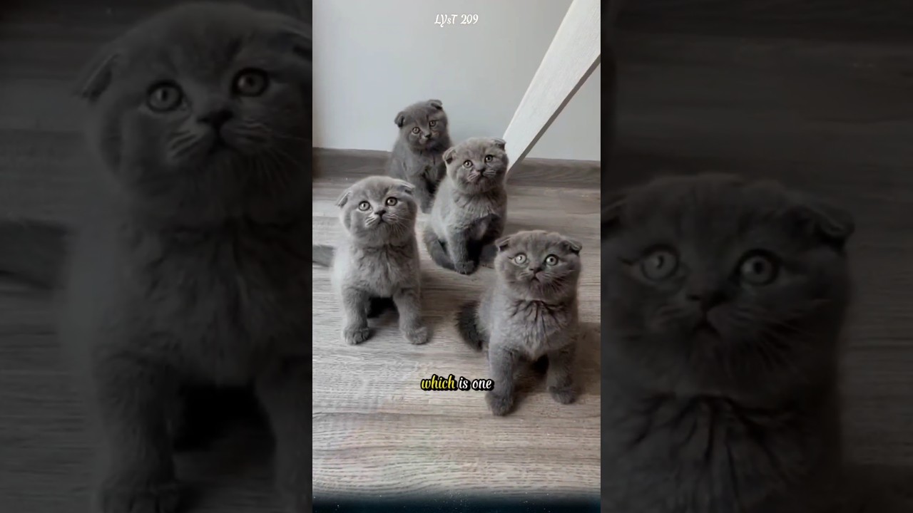 Почему шотландские вислоухие кошки такие ласковые и дружелюбные? #шотландскиевислоухие #кошки #жи...