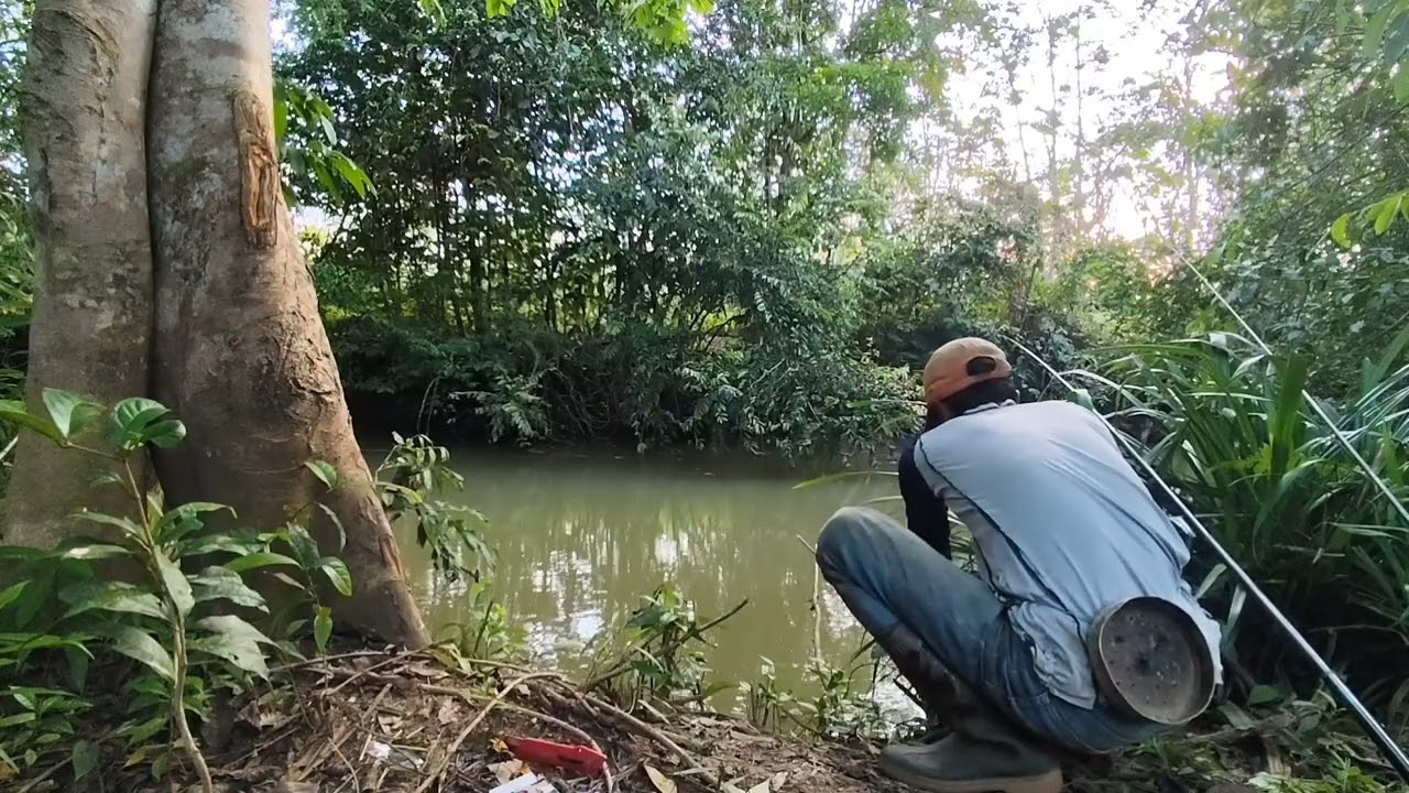 Edyann!! Di bawah kayu besar sarang nilem #mancing 