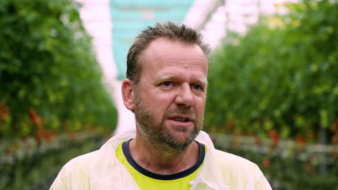 Tomate hors-sol : conseil technique d’expert et accompagnement