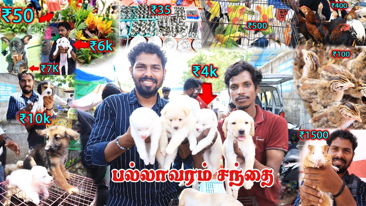 சென்னையில் இருக்கும் பழைய சந்தை | Chennai Pallavaram Friday Market in tamil