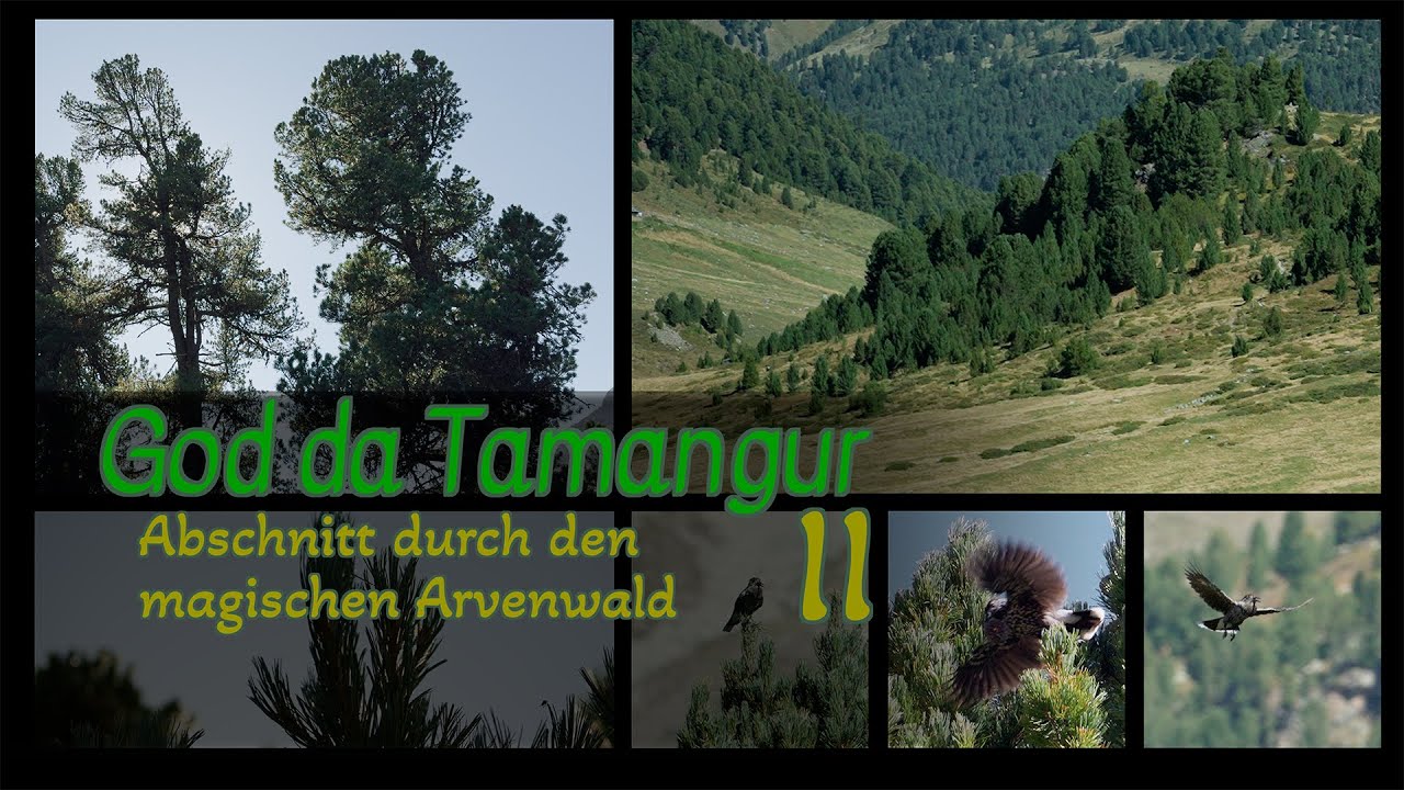 God Tamangur II - Naturerlebnis, Pflanzen, Tiere, Geschichte vom uralten und knorrigen Arvenwald 🌳🌲🪾