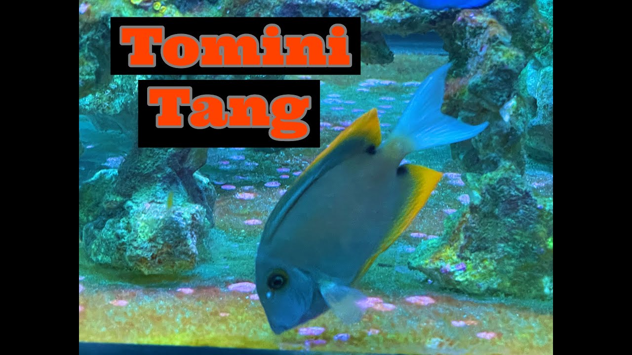Saltwater Fish (Tomini Tang) In our Reef Tank