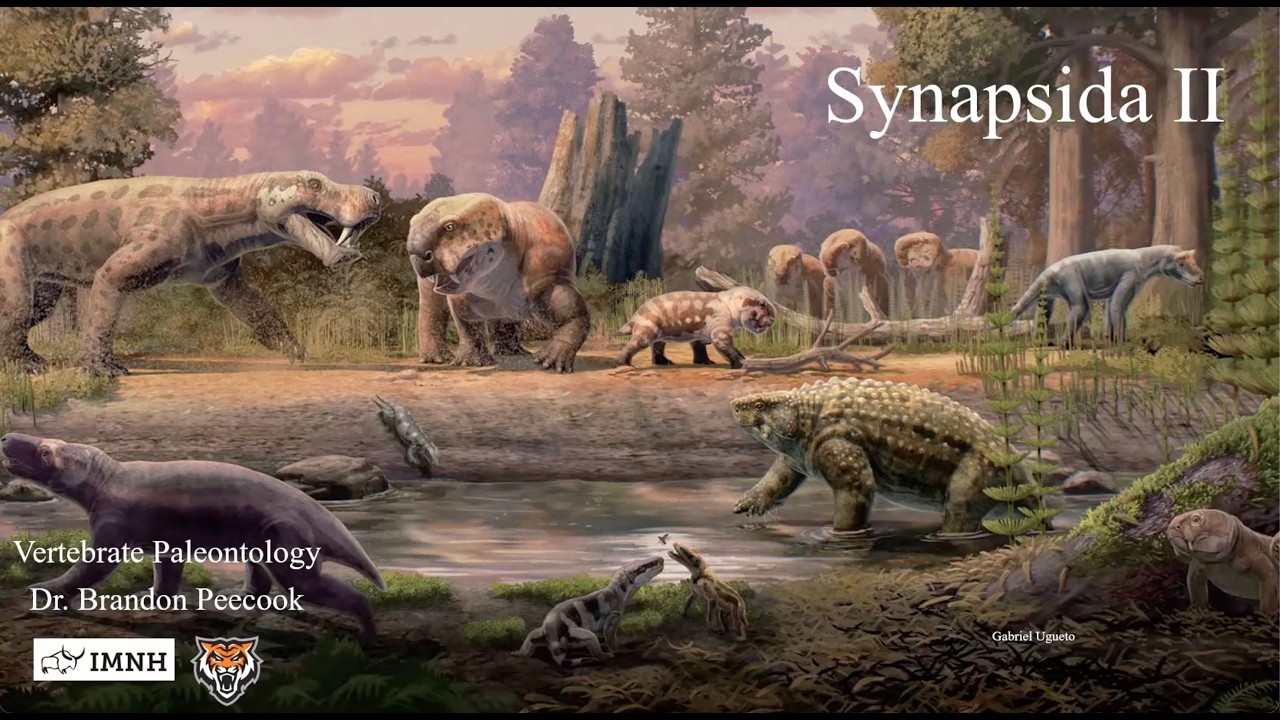 Lecture 13: Synapsida II