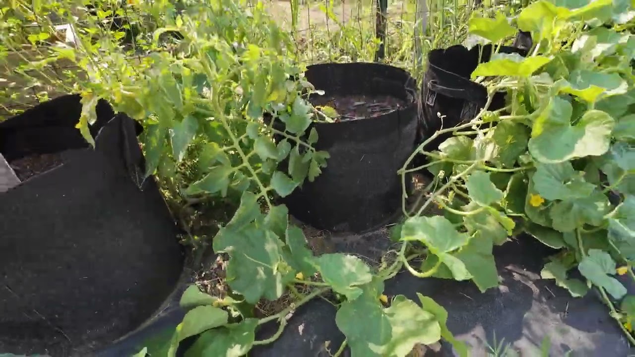My Garden Update 5/14/25