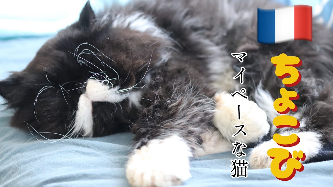 【ボールには無関心な猫🐾 Cat Who Doesn’t Care About Balls】