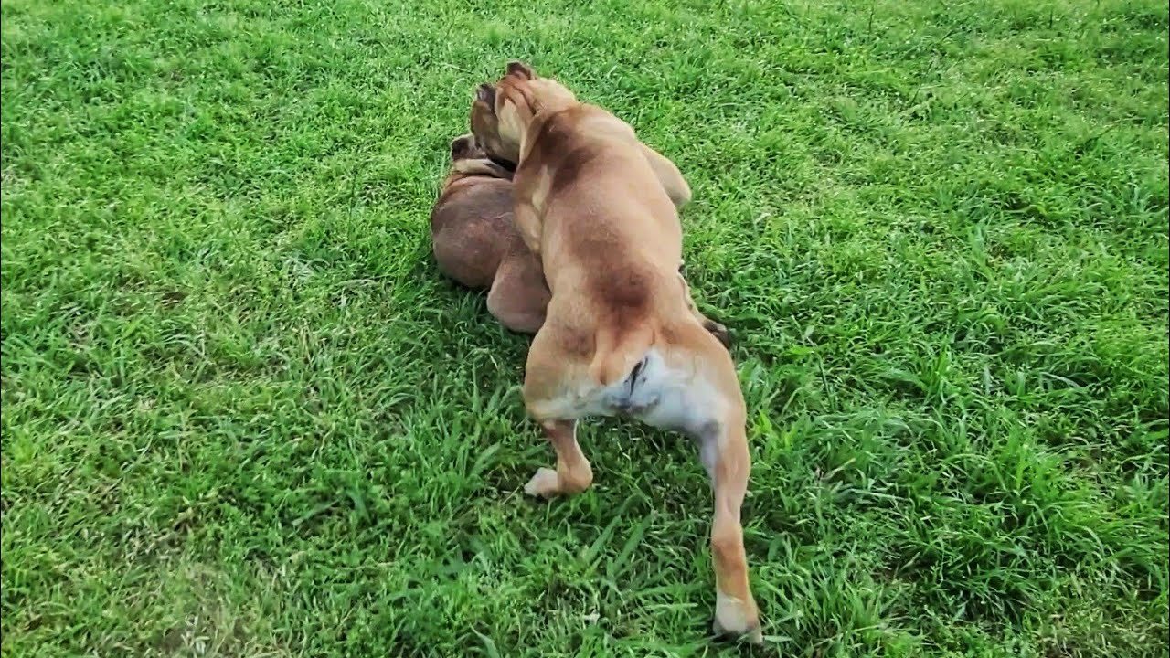 Jefe Tries to dominate Nirvana and instantly regrets it. 😶