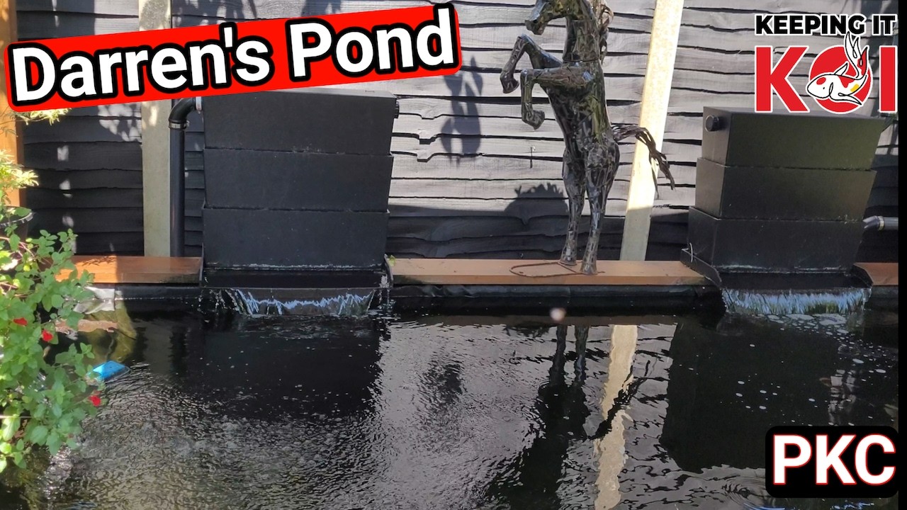 Darren's Koi Pond Peterborough Koi Club