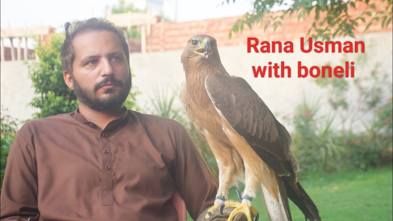 very expert and experienced falconer with juvenile female bonelli eagle | price of eagle in Pakistan