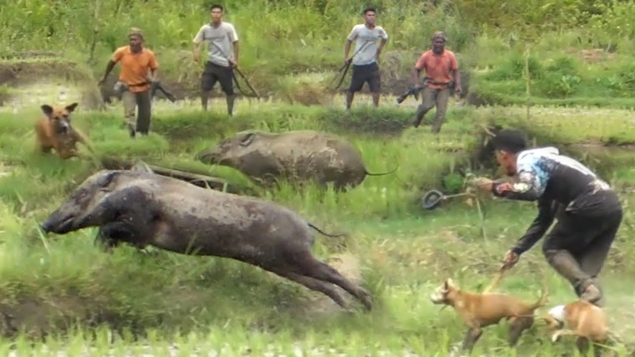 AKSI NEKAT !BABI HUTAN SUPER BESAR  MELINTASI TENGAH SAWAH DAN MEMBUAT SEMUA ORANG BERLARIAN
