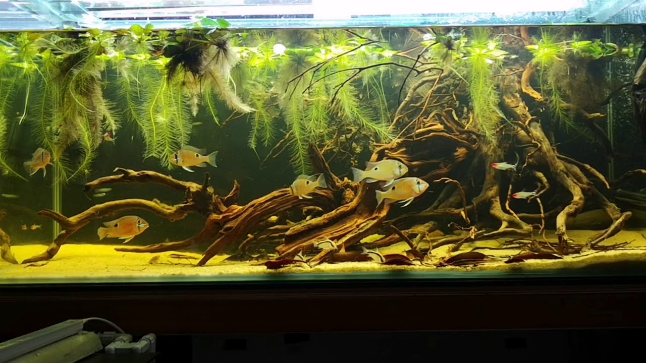 秘魯Nanay-邱比特月亮寶石Biotodoma cupido-Biotope
