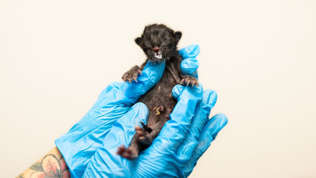 My Most Shocking Newborn Kitten Case Ever