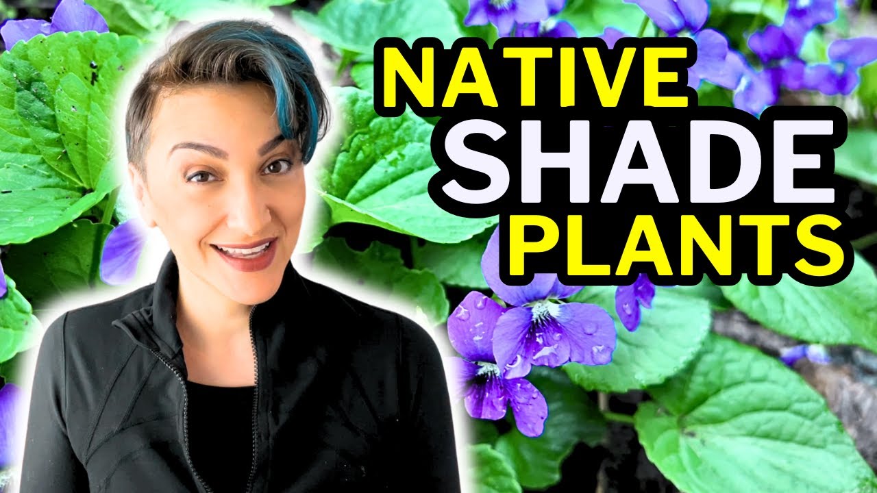 Create a STUNNING Native Plant Garden in the SHADE