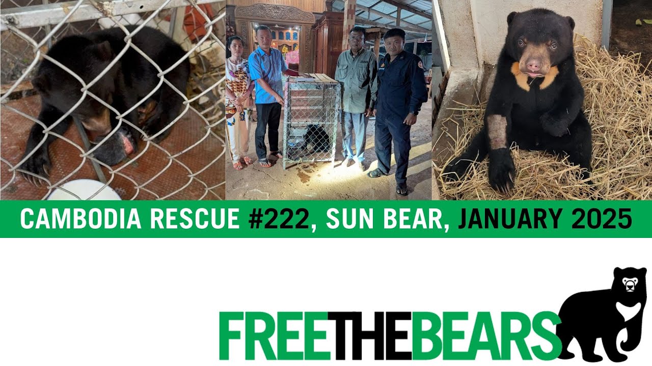 Sun bear with horrific snare wound rescued - 1st Rescue of 2025