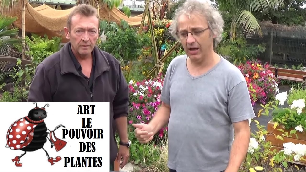chaine de jardin:Comment faire un Semis de choux ornementaux: plante bisannuelle