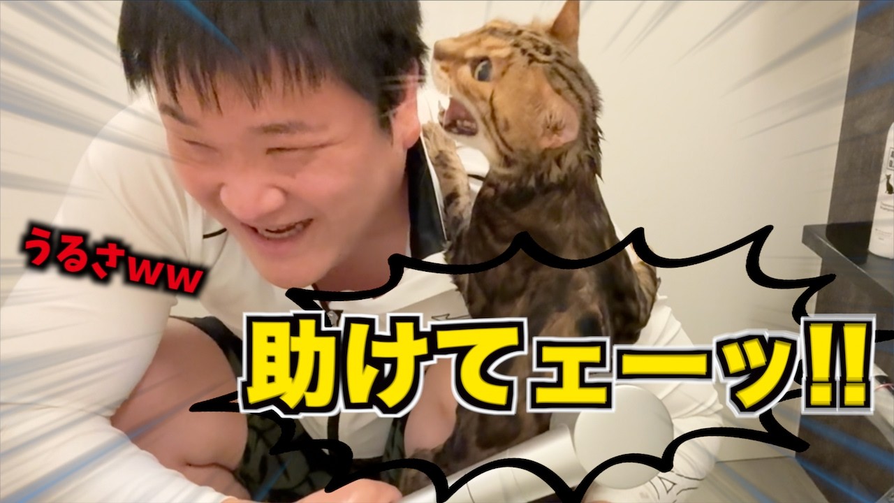 ３年ぶりにロゼを風呂に入れたら鼓膜破れるかと思ったわｗｗｗ