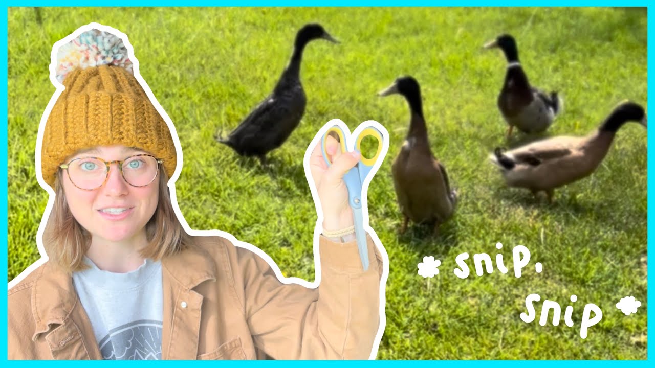 How to Trim Your Ducks’ Feathers | Taking Care of Your Duck