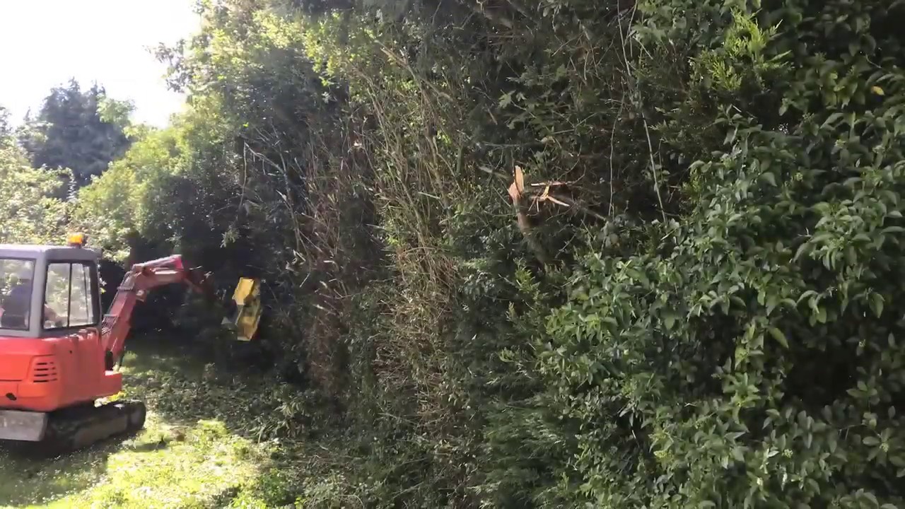 Flail Head Garden hedge minidigger cheaper than a tree surgeon!