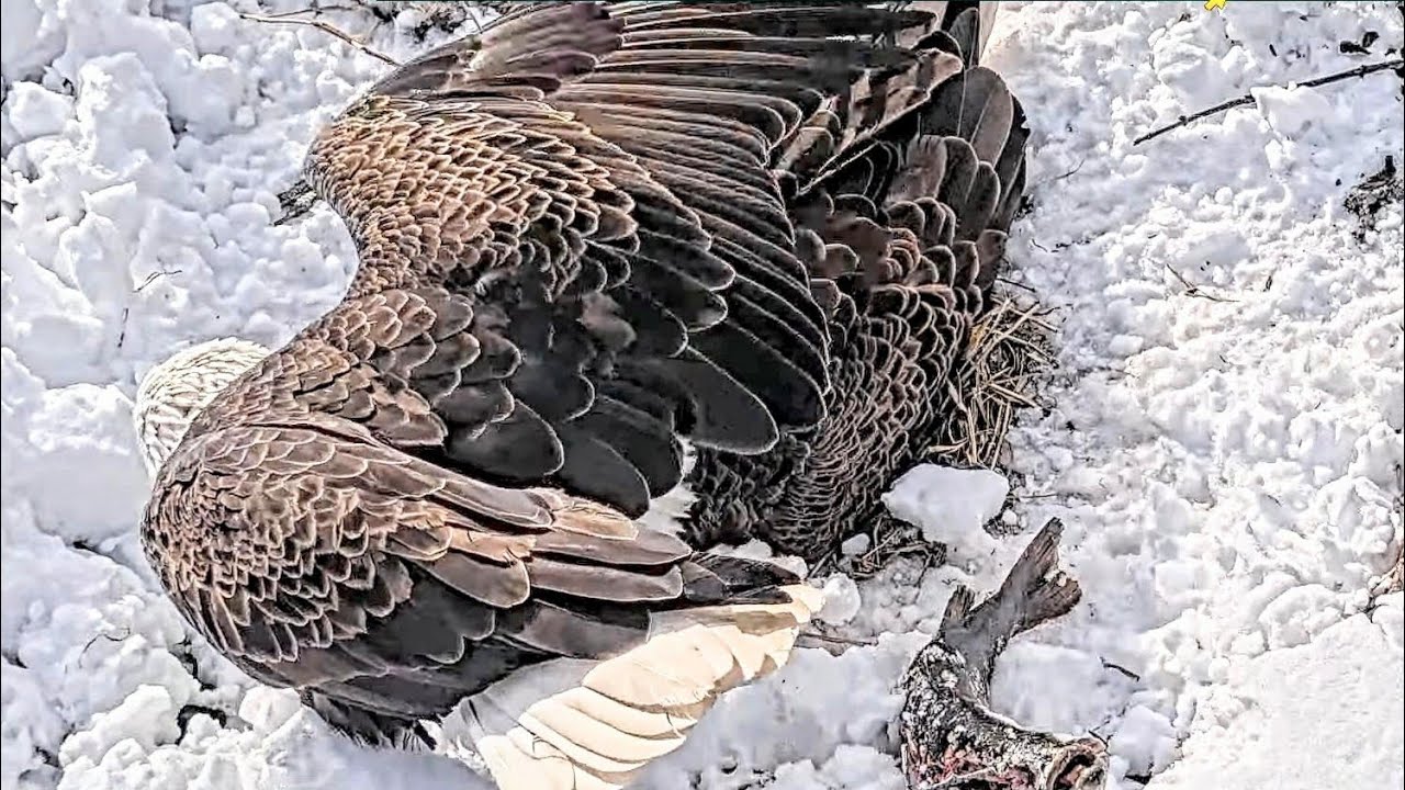 ☀️ ☀️ 1 chick 1 egg. DAD in w Big fish 🦈. Mom feeds 🦈 🦩. Duke FARM EAGLE live CAM.