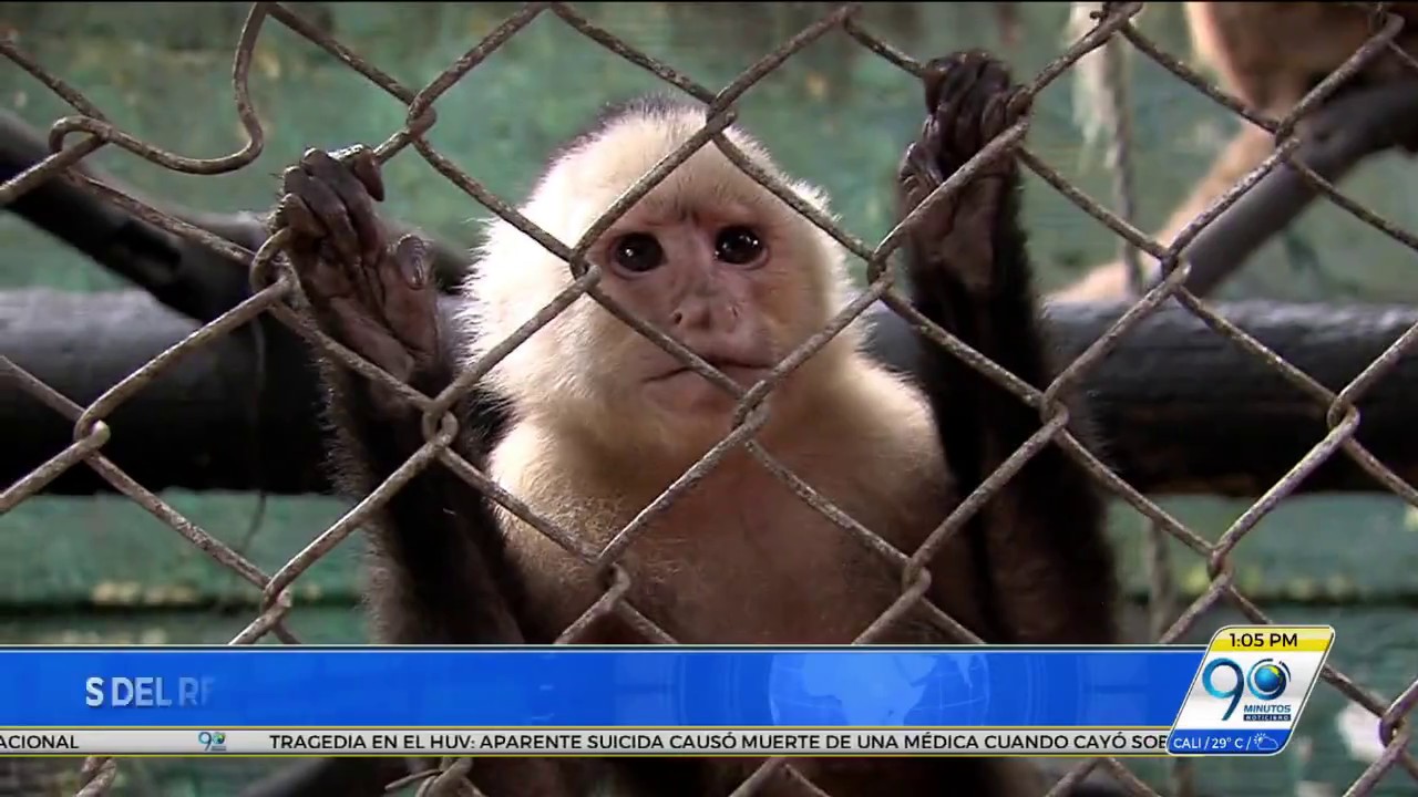 Junio 21 2017 Animales del refugio Villa Lorena en Floralia, a punto de ser desalojados