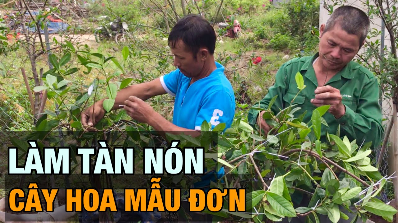 Làm tàn nón cây hoa mẫu đơn - Trung kiên garden, Xuân Quan, Văn Giang, Hưng yên, zalo: 0977999046.