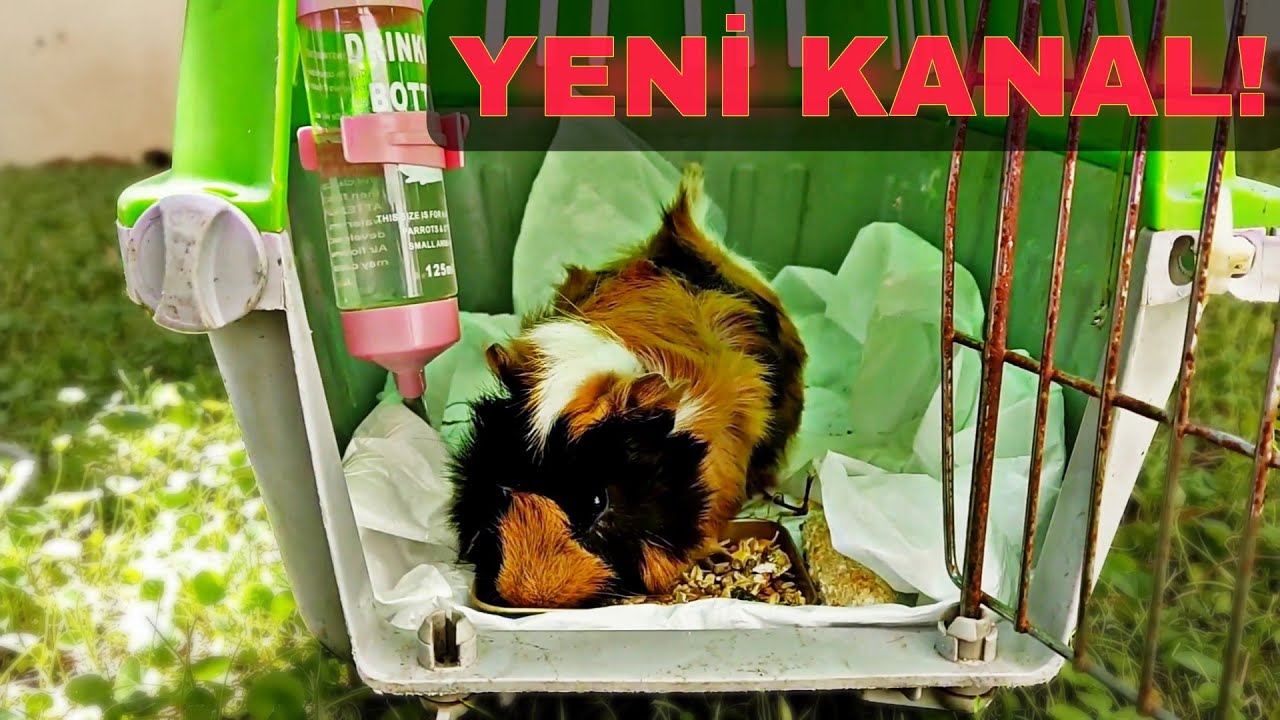 Seyehatlerde Guinea Piglere Nasıl Bakarız? (YENİ KANAL!)