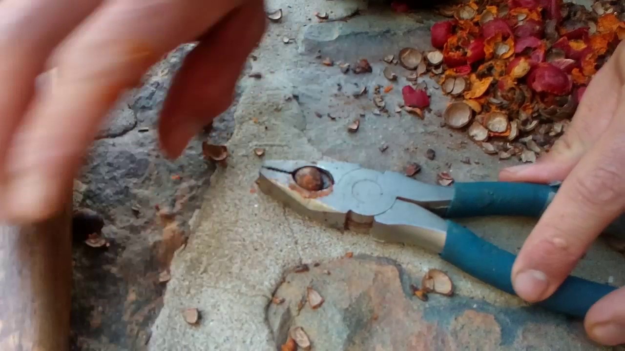 Corozo - how to open a corozo. Como abrir un corozo.