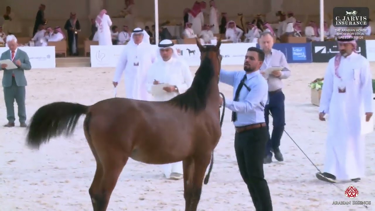 The AHS For Local Breeders 2026 Almortajaz   Class 1C