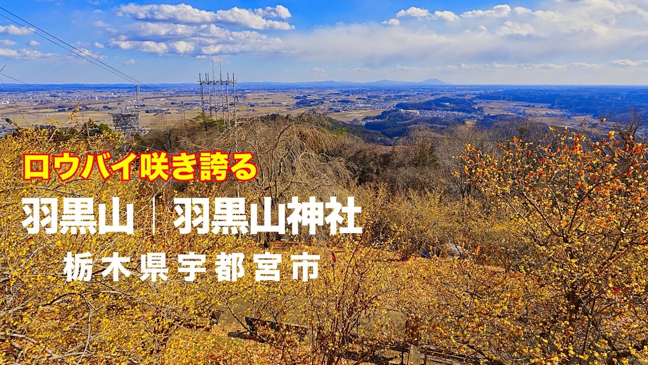 【登山】4K 蝋梅見ごろの宇都宮 羽黒山|羽黒山神社 美しい景色と栃木のパワースポット！