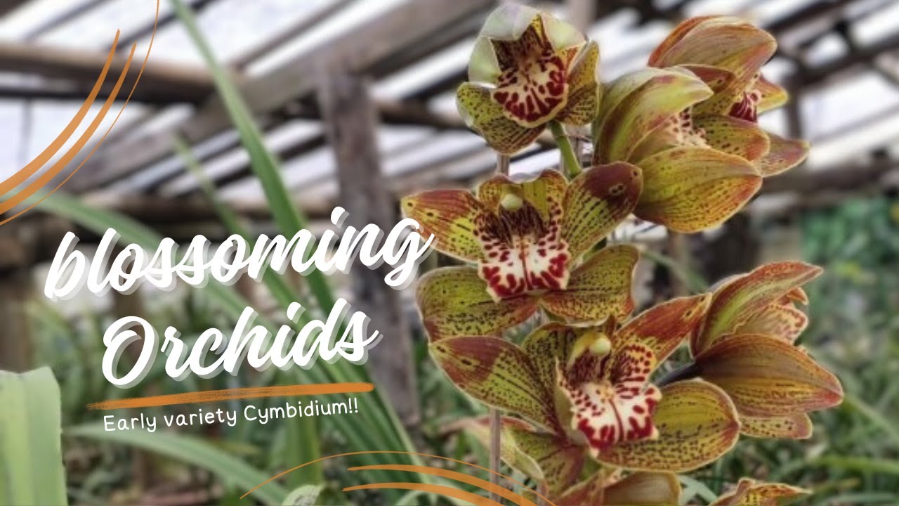 What season do cymbidiums bloom?