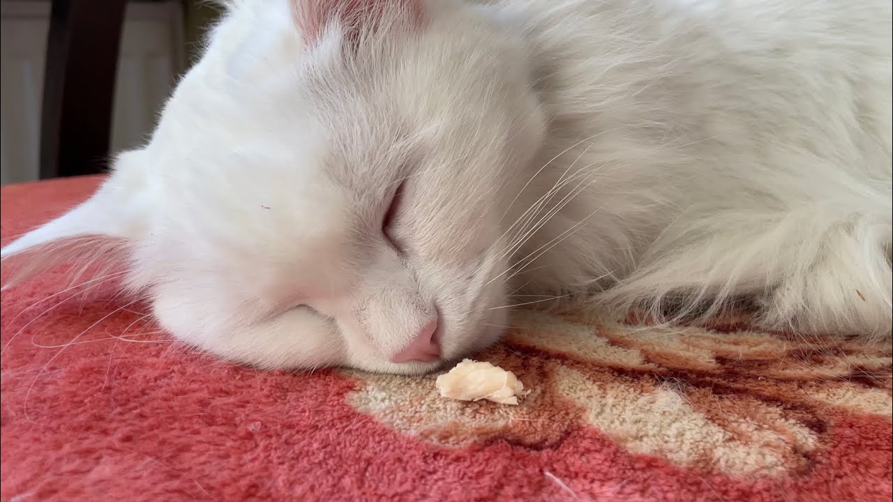 Dreaming of Chicken… and Waking Up to It