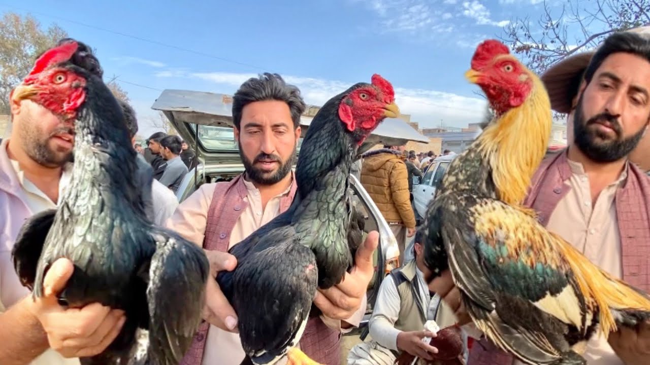 Heigh level ke black mainwali aseel a gaye| big demand |haripur aseel murga Mandi 