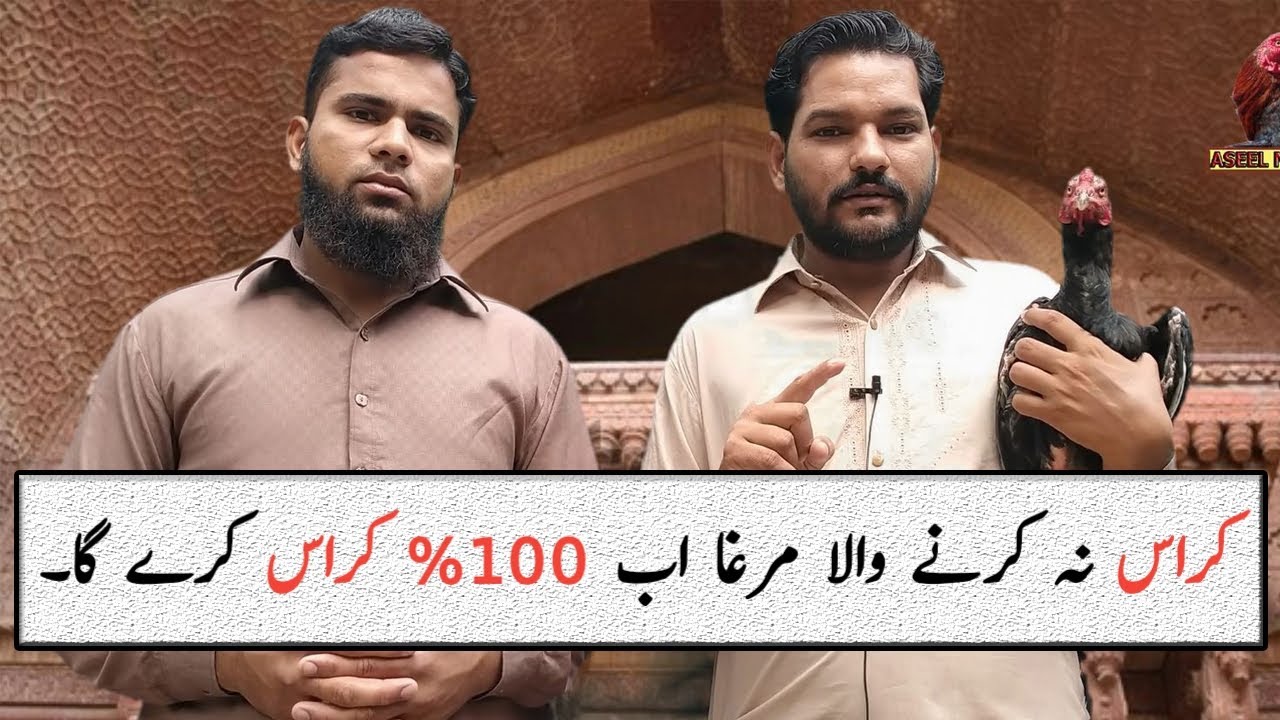 Aseel Murga cross kiyon nahi krta Murgi anda nahi de rahi hai