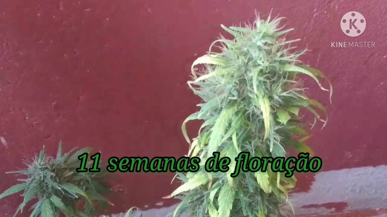 Cultivo Cannabico #10&sup2; Colheita #sementedeprensado #colheita #maconha #cannabis