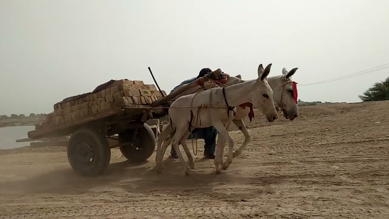 Donkeys Work Video Village Donkeys