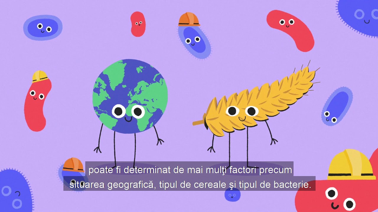 Cum influenţează maiaua gustul p&acirc;inii şi a altor produse de brutărie - Ce este maiaua?